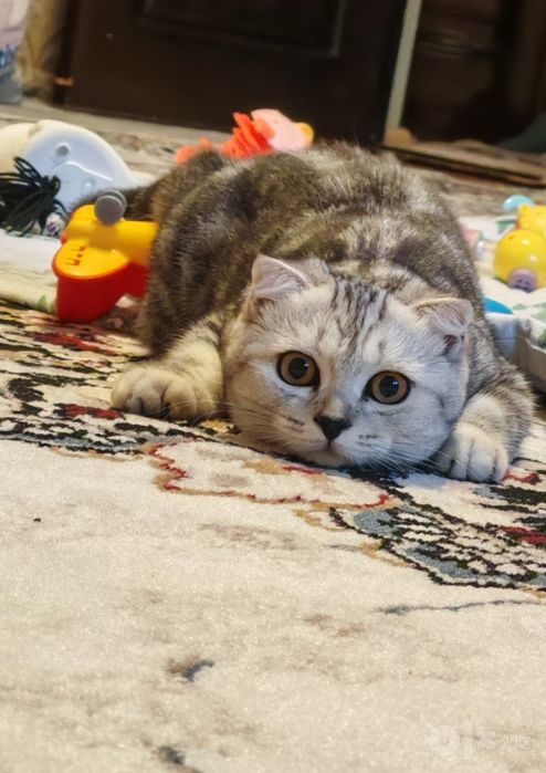 Scottish Fold zotli mushuk sotiladi
