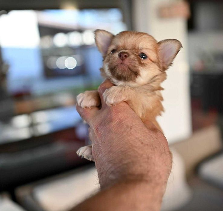 Мъжко дългокосместо мини чихуахуа