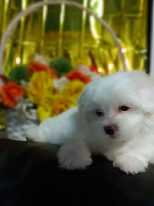 Bichon Maltez mini Toy