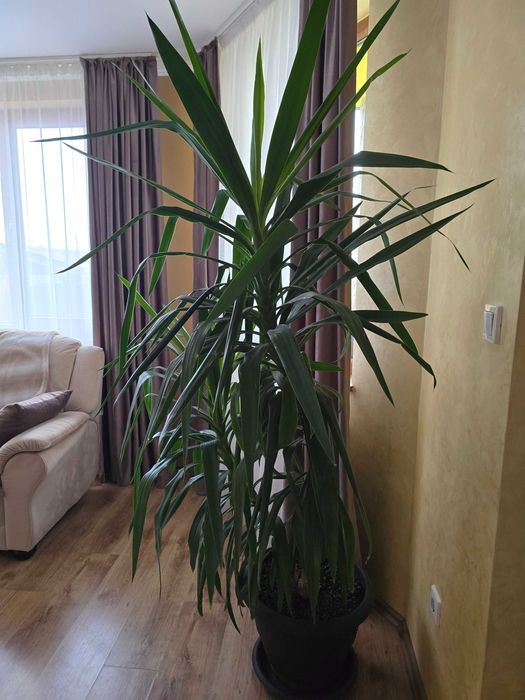 Planta Yucca inaltime 1.8 m