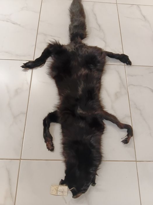 Продам воротник целой лисы.