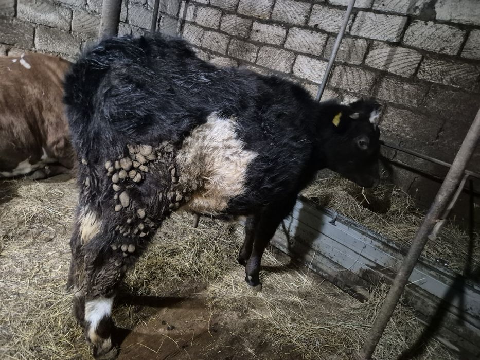 Телочки 330000 тенге