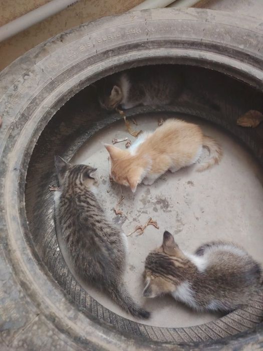 Котята, бесплатно