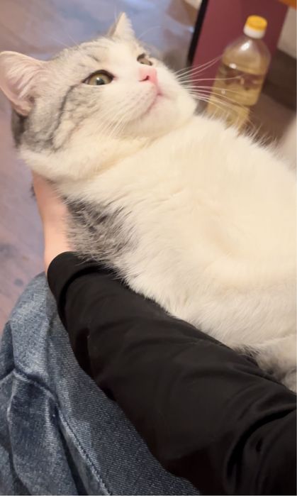 отдам милого кота в добрые руки