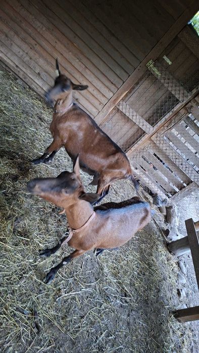 Capre rasă Alpină Franceză cu pedigree, masculi și femele