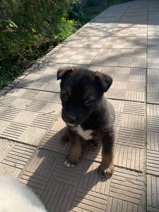 СРОЧНО!Щенки Даром.