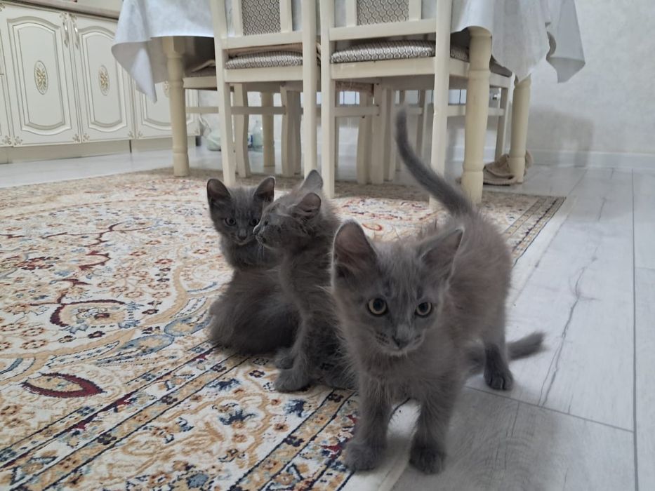 Котята,котята,котята