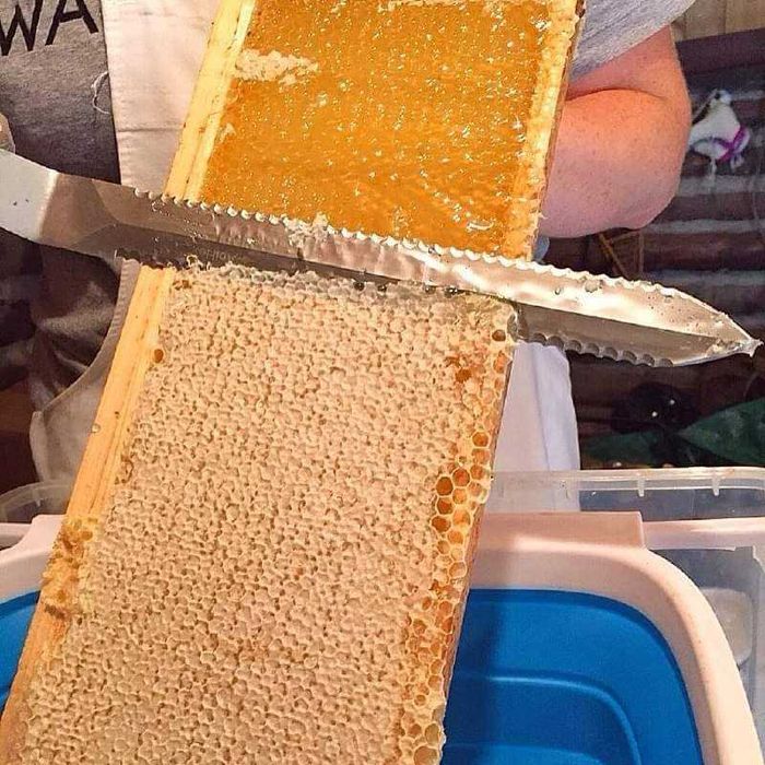 Capaceala cu miere. Livram sambata in Bucuresti.