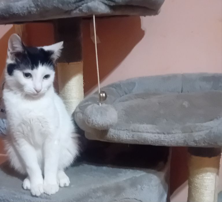 Donez motănel doar iubitorilor de animale