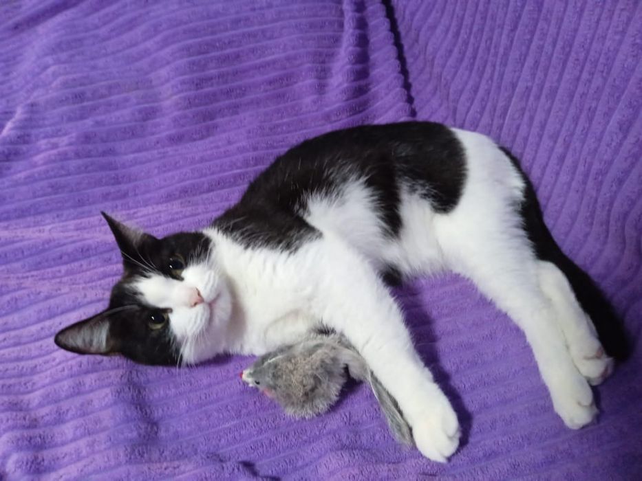 Отдам в добрые руки кота!