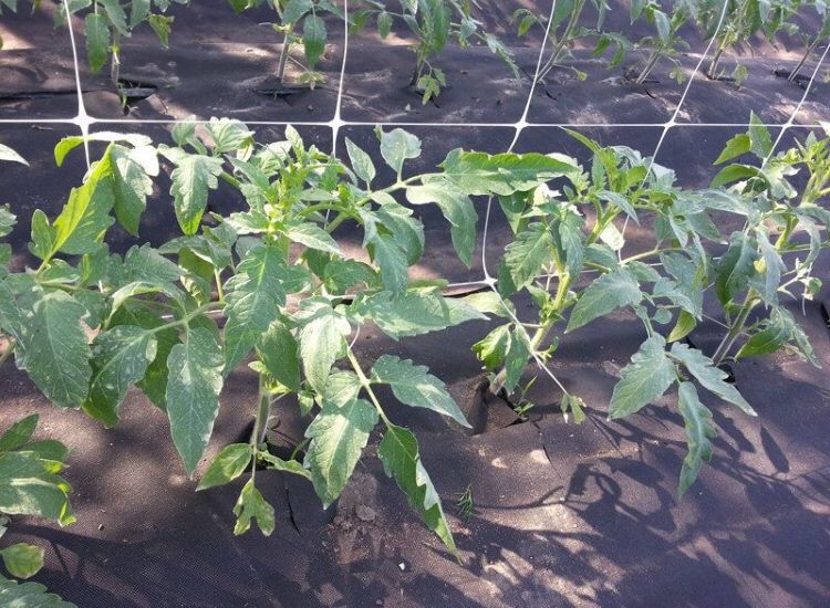 Спанбонд/агроволокно