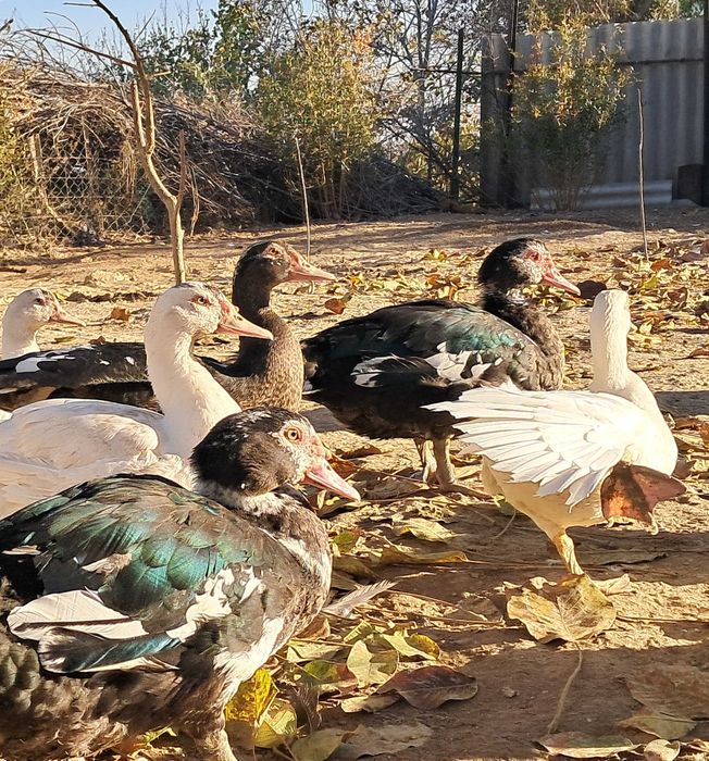 Продаются индоутки