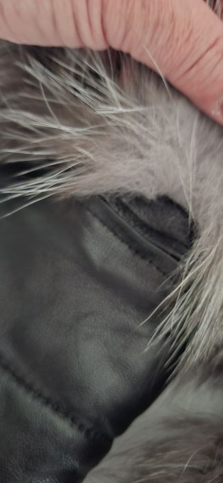 Haina de vulpe polara