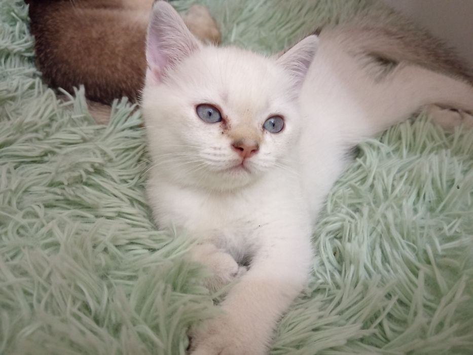 Продаются милие котята