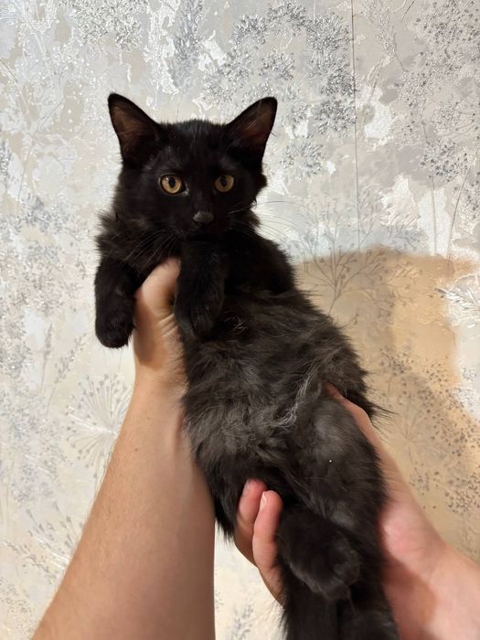 Котята бесплатно