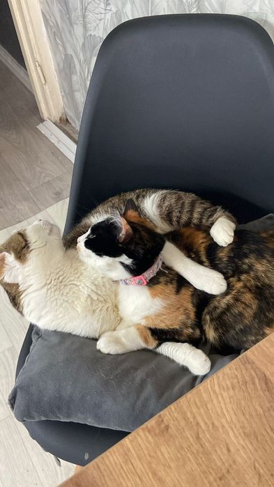 Отдам кота в хорошие руки