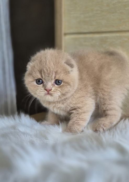 Продаются скоттиш фолд
