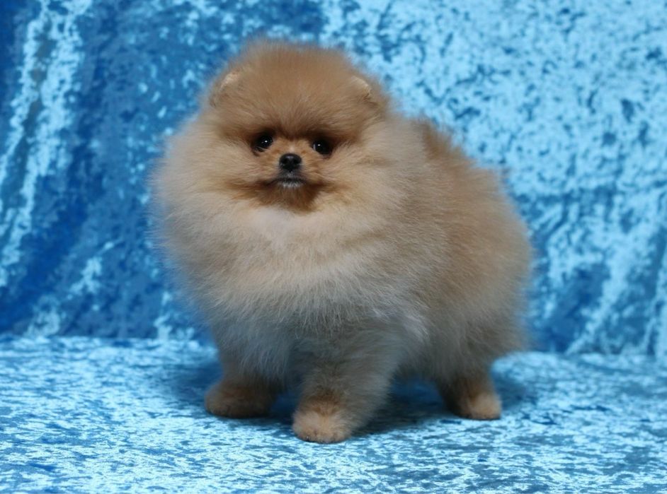 Бронь шпица ватсап