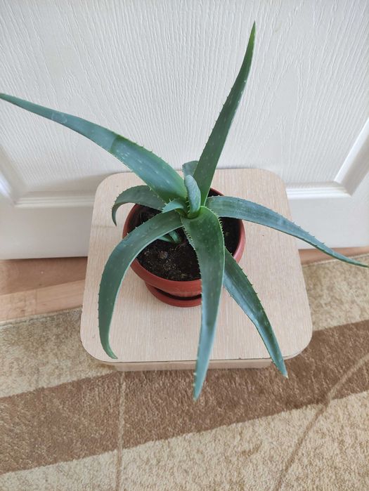 Алоэ лечебное     .