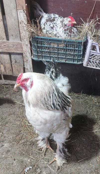 Брама әтештер сатылады бір жылдық