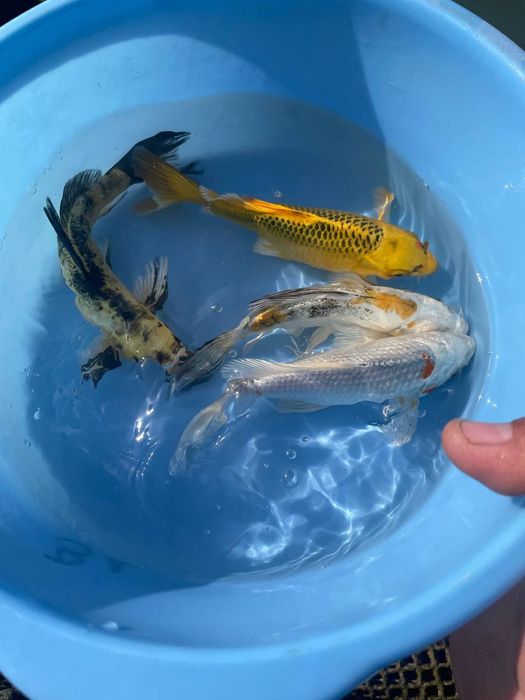 Карп коя для прудов Karp koya