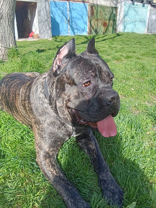 Продам Кане Корсо