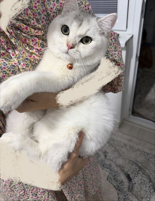 серебристая шиншилла
