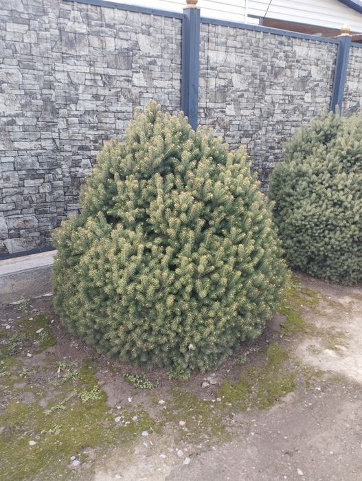 Ёлка,Ель, Туя, изгородь