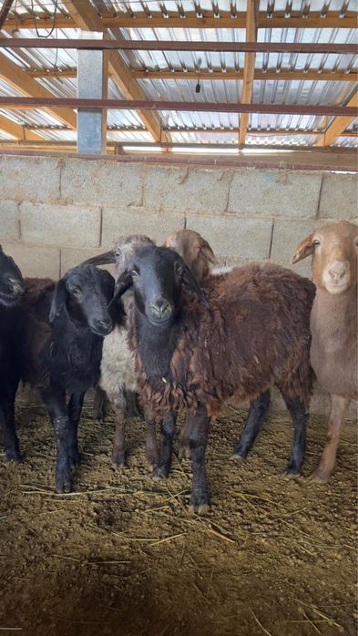 Бараны жирные,семиз койлар!