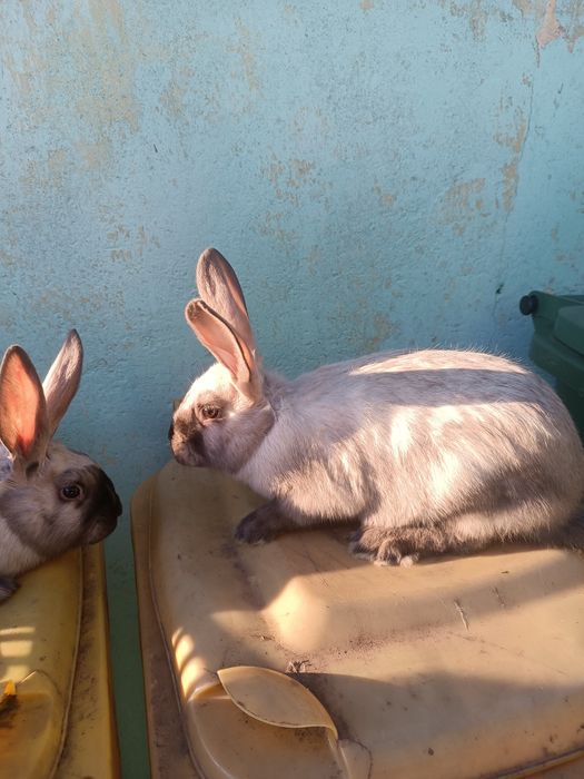 Vând 2 femele secuiesc