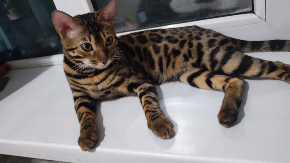 Продам кошечку  красивая  игривая.