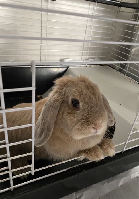 Продам кролика минилоп вислоухий