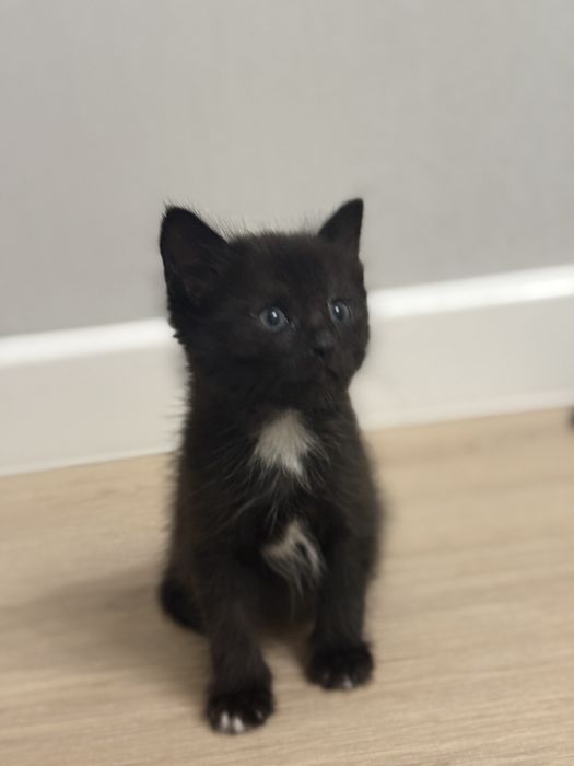 Отдам котят 1,5 месяца