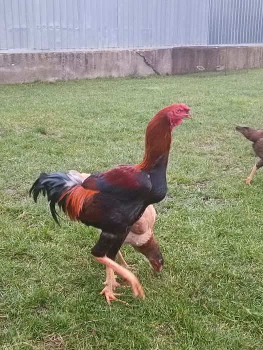 Vând ouă de combatant Malaiezian