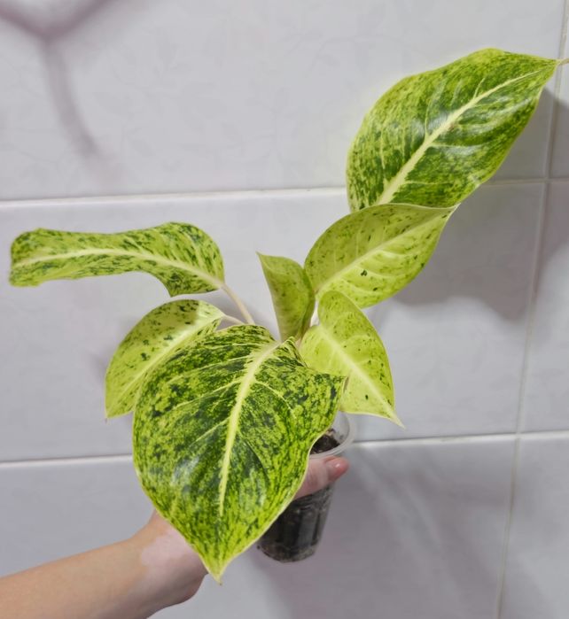 Аглаонемы адаптированные