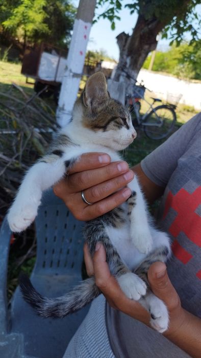 Подарявам малки котенца