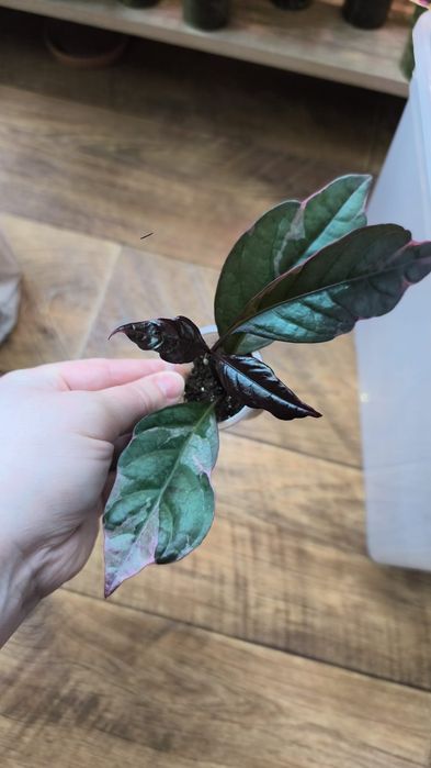 Продам комнатные цветы