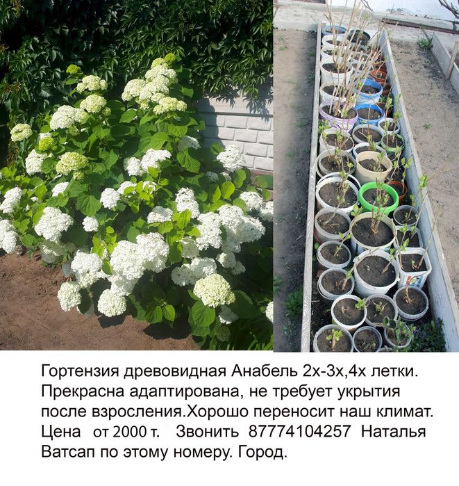 Гортензия Анабель