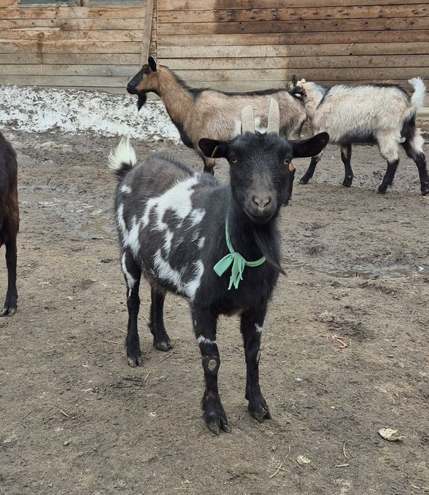 Продаются Козы Альпийские