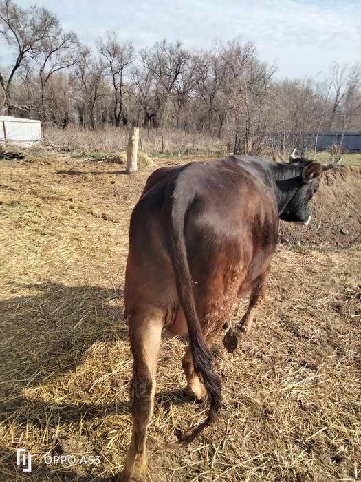 Коровы / сиыр / тёлочки