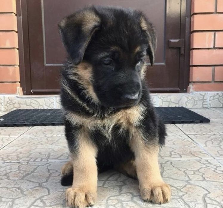 Элитные Щенки немца от обученых собак