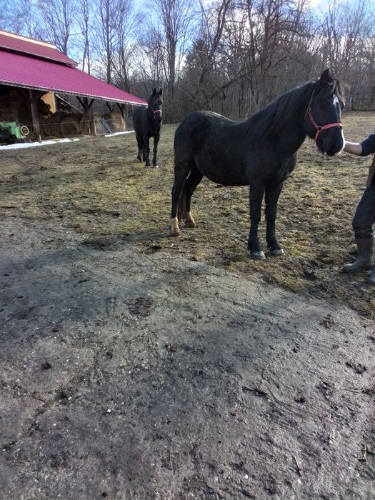 Vând Armăsar din Mama Frizian / Tata Semigreu.