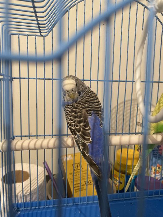 Папугай жағыдайы жақсы