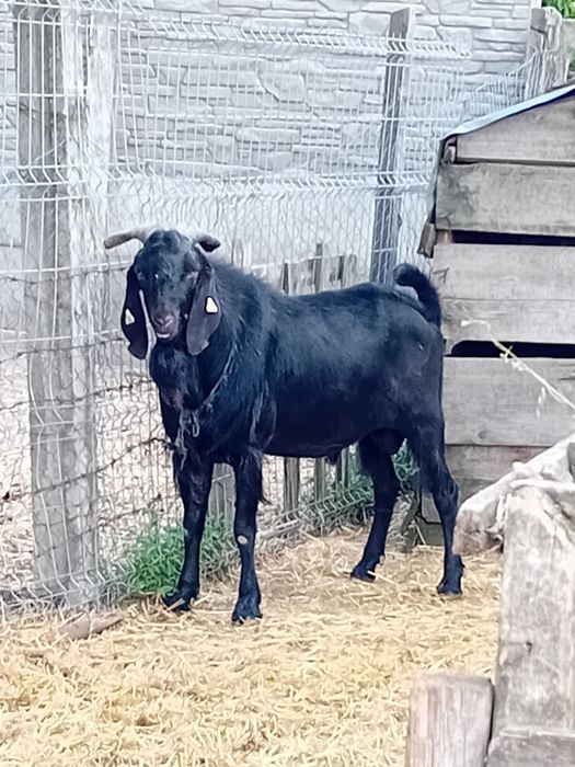 Tap adult de vanzare