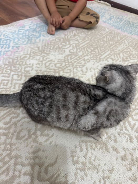 Шотландски кот домашни