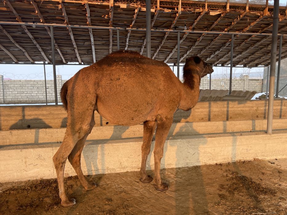 U tugatadi va u kuladi.