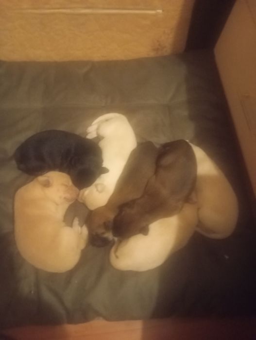 Щенки в добрые руки