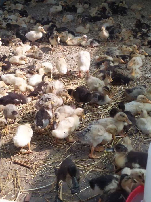 Pekin. Favorit zotliy o'rdakchalar
