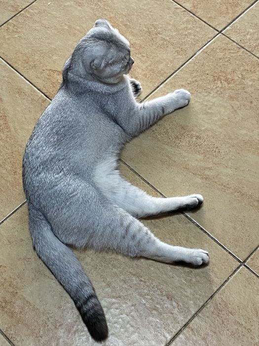 Продам шотландского кота