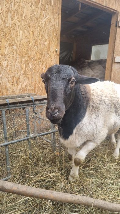 Vând berbec  dorper tânăr